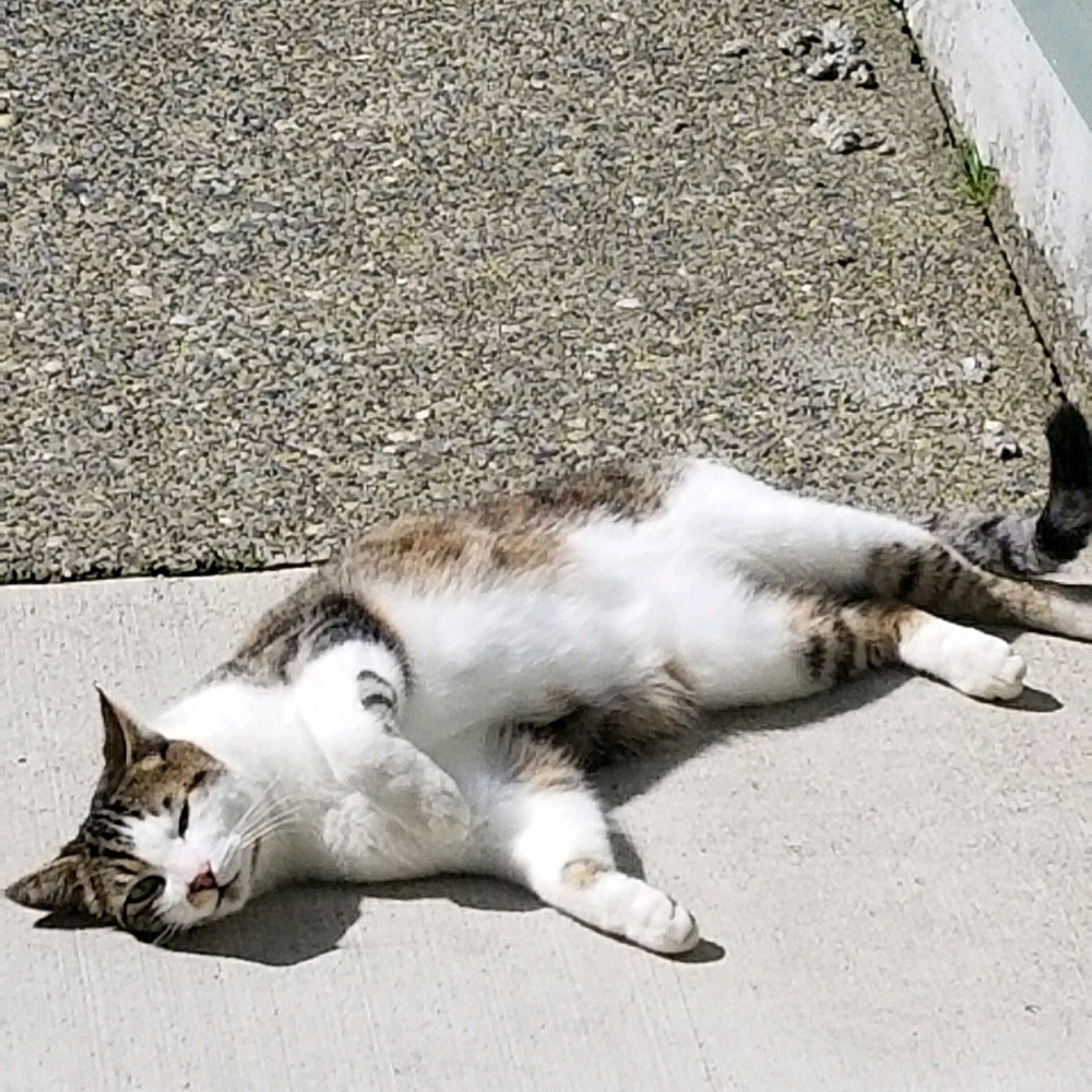 Meet your Posher, Sina